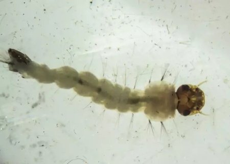 BRASIL INAUGURA MAIOR BIOFÁBRICA DO MUNDO DE MOSQUITOS 'DO BEM'
