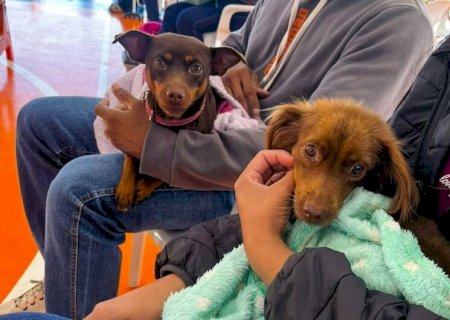 CARAVANA DA CASTRAÇÃO: 2ª ETAPA ATENDE 9,6 MIL ANIMAIS E AVANÇA PARA GRANDE DOURADOS E CONE SUL