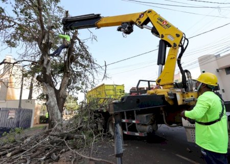 PREFEITURA FAZ CHAMAMENTO PÚBLICO PARA DESTINAR LENHA DE SUPRESSÕES DE ÁRVORES