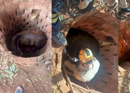 BOMBEIROS RESGATAM CAVALO QUE CAIU EM FOSSA SÉPTICA DE 2 METROS