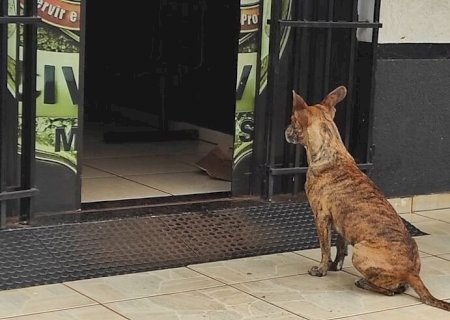 FIEL, CÃOZINHO ESPERA NA PORTA DE DELEGACIA TUTOR REGISTRAR BO EM RIO BRILHANTE