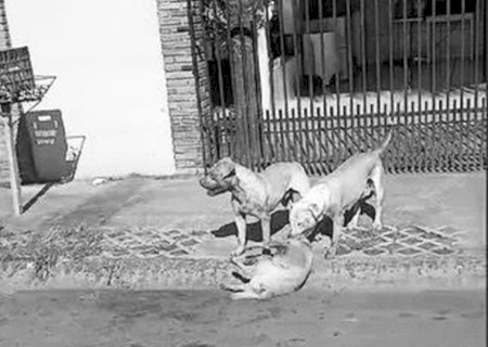 CACHORRO É ATACADO POR PITBULL E MORRE EM DOURADOS