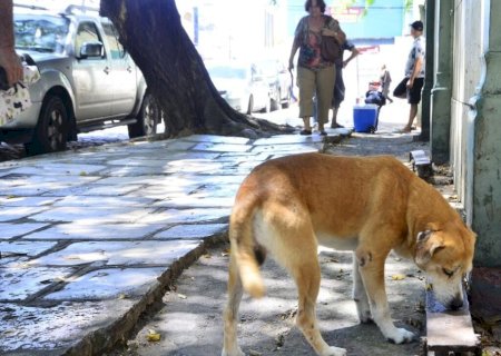 BRASIL TEM CERCA DE 30 MILHÕES DE ANIMAIS DOMÉSTICOS ABANDONADOS