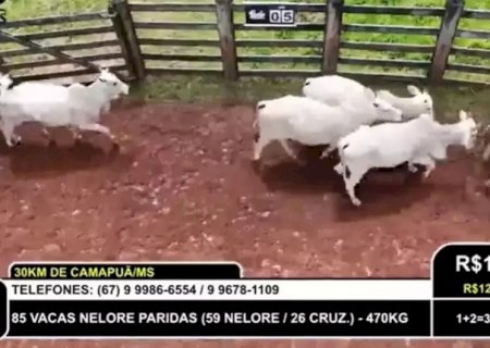 PECUARISTA É ACUSADO DE GOLPE DE R$ 8 MILHÕES NA COMPRA DE GADO