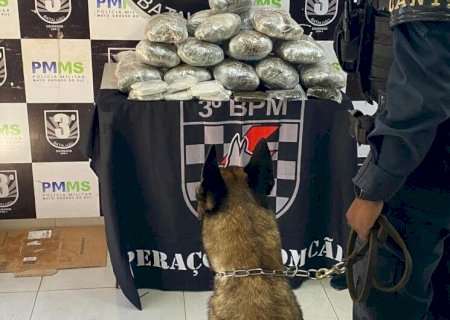PASSAGEIRA DE ÔNIBUS É PRESA AO SER FLAGRADA COM HAXIXE E SKUNK EM DOURADOS