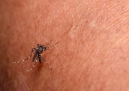 MS FECHA MARÇO COM CHIKUNGUNYA SETE VEZES MAIS LETAL QUE O PIOR ANO DA SÉRIE HISTÓRICA
