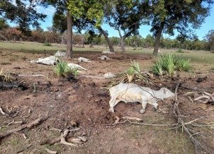 TEMPORAL MATA 17 CABEÇAS DE GADO EM PROPRIEDADE RURAL DE GLÓRIA DE DOURADOS