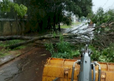 PREFEITURA REMOVE ÁRVORES APÓS CHUVA SUPERAR METADE DA MÉDIA MENSAL EM DOURADOS
