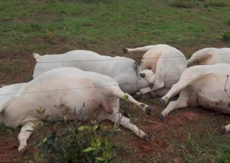 CABO DE ALTA TENSÃO SE ROMPE, MATA TOUROS E CAUSA PREJUÍZO DE R$ 160 MIL EM MS